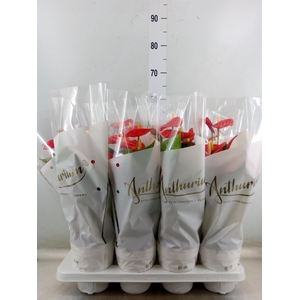 Anthurium andr. 'Red Champion'