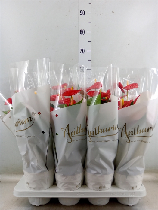<h4>Anthurium andr. 'Red Champion'</h4>
