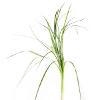 LILYGRASS VARIEGATED