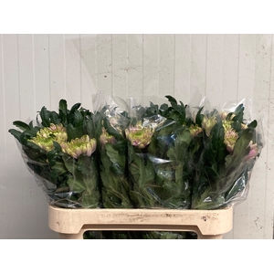 CHR G ROSS CHARLOTTE