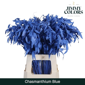 Chasmanthium L70 Blue