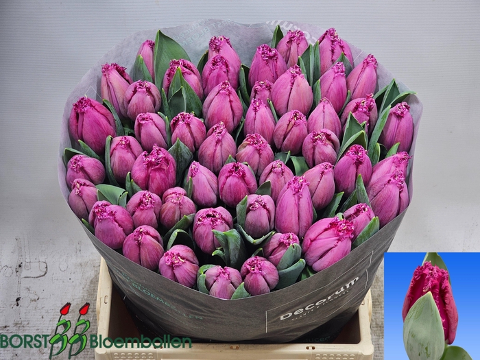 <h4>TU FR GHOST TOWN</h4>