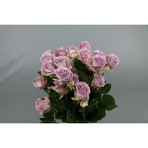 Rosa ec ocean song