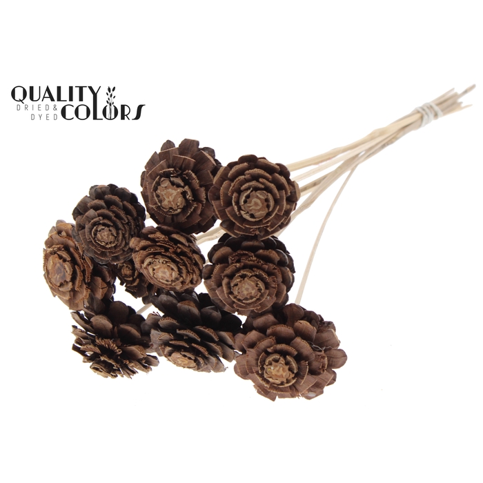 <h4>Pine cone cut 5-7cm on stem Natural</h4>