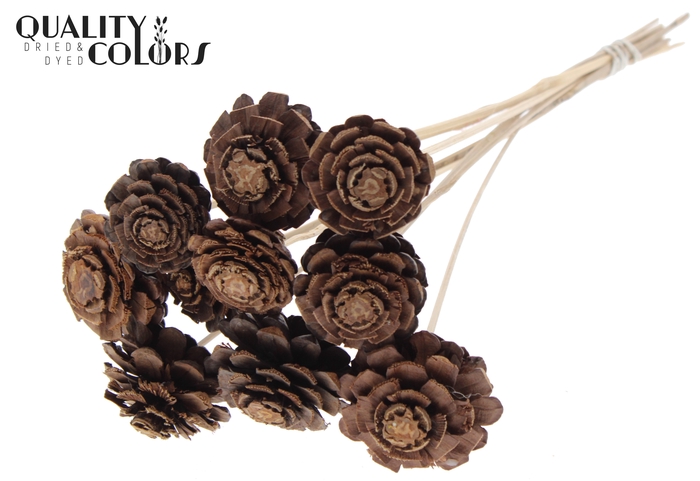 Pine cone cut 5-7cm on stem Natural