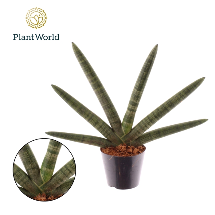<h4>Sansevieria Skyline</h4>