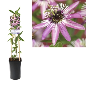 Passiflora 'Victoria' +light label