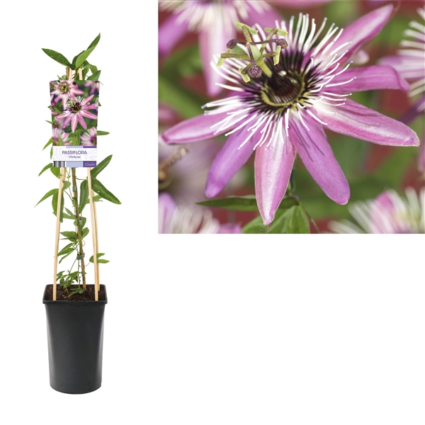 <h4>Passiflora 'Victoria' +light label</h4>