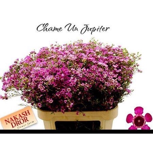 Chame Un Gra Jupiter