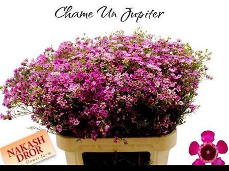 <h4>Chame Un Gra Jupiter</h4>