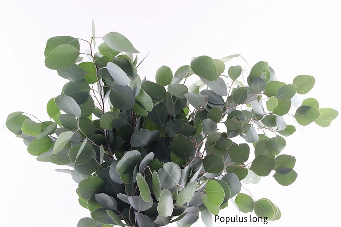 <h4>Populus Long Extra</h4>