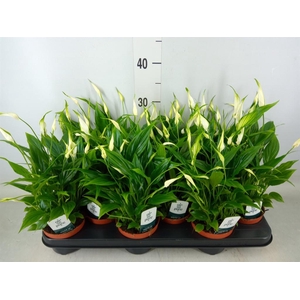 Spathiphyllum  'Chopin'
