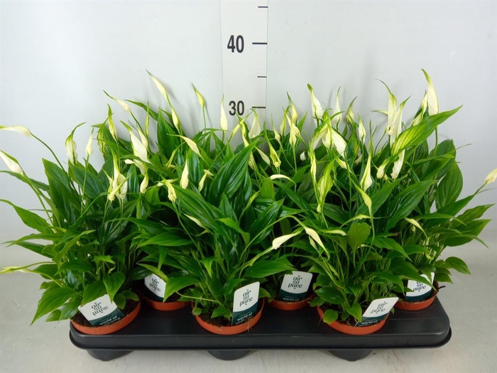<h4>Spathiphyllum  'Chopin'</h4>