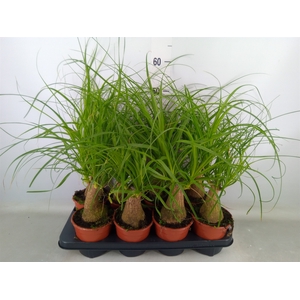 Beaucarnea recurvata