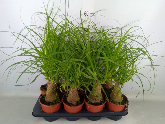 <h4>Beaucarnea recurvata</h4>