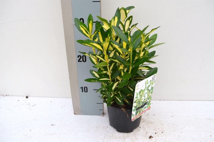 <h4>Euonymus japonicus Gold Queen</h4>