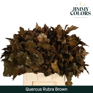 Quercus Rubra L60 Klbh. Brown
