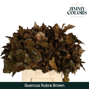 Quercus Rubra L60 Klbh. brown