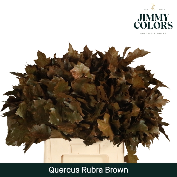 <h4>Quercus Rubra L60 Klbh. Brown</h4>