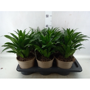 Dracaena frag. 'Compacta'