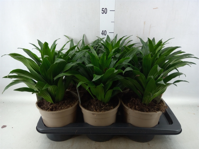 <h4>Dracaena frag. 'Compacta'</h4>