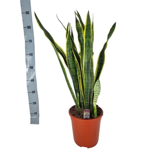Sansevieria Laurentii 24 cm