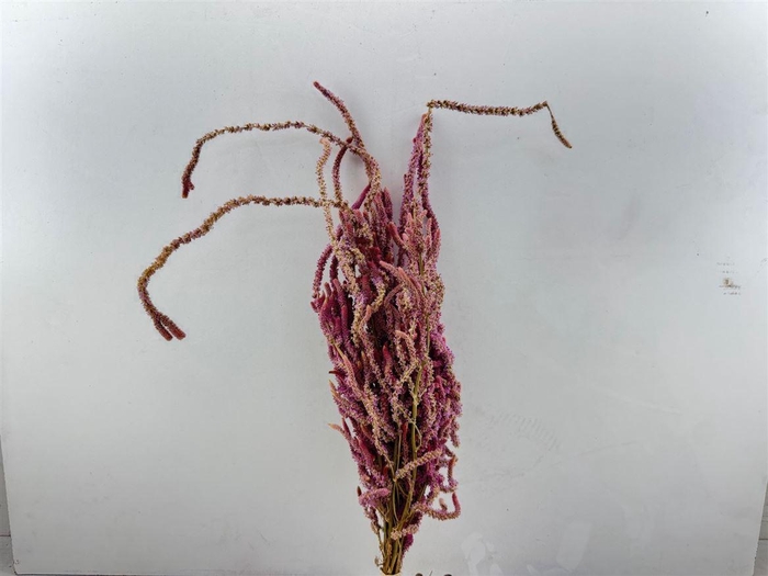 <h4>Dried Limonium Suworowii Naturel Per Bos</h4>