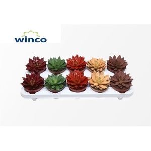 Echeveria Paint Red
