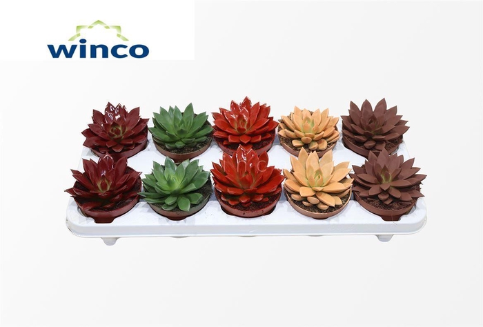 <h4>Echeveria Paint Red</h4>