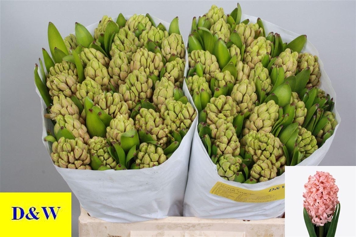 <h4>Hyac Anna Marie</h4>