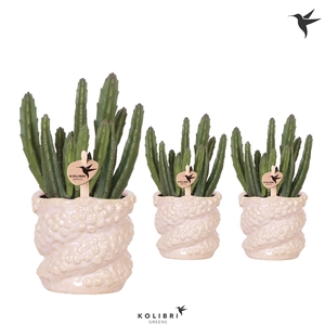 Kolibri Greens Stapelia Leendertziae in Octopus pot