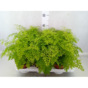 Adiantum raddi. 'Fragrans'