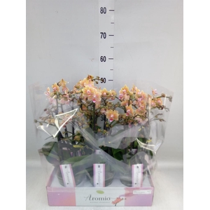 Phalaenopsis multi.   ...yellow