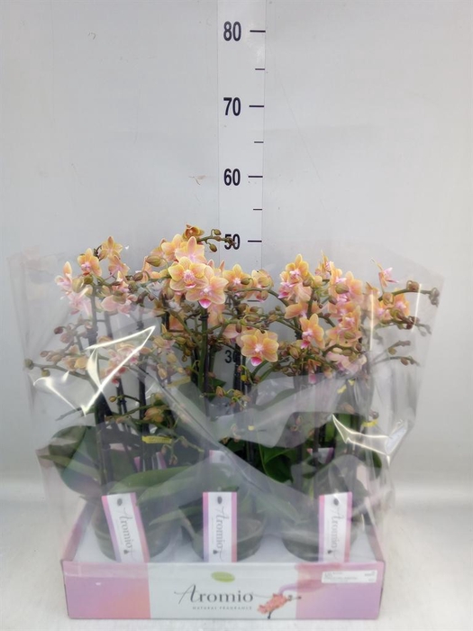 <h4>Phalaenopsis multi. ...yellow</h4>