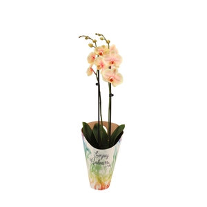 Enjoy Potcover Phal I Am Sunshine 2T14+