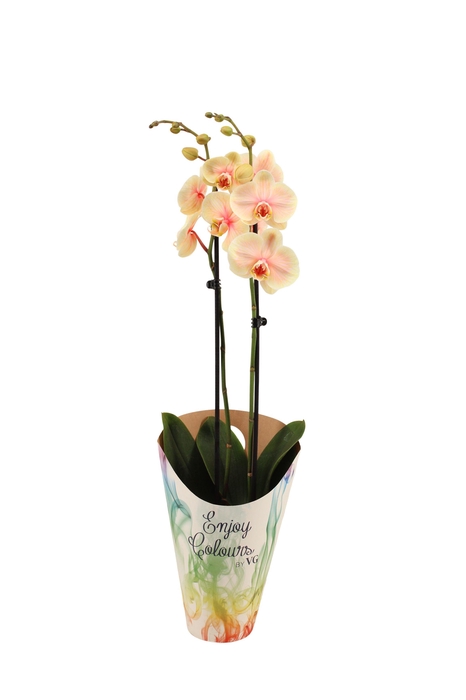 <h4>Enjoy Potcover Phal I Am Sunshine 2T14+</h4>