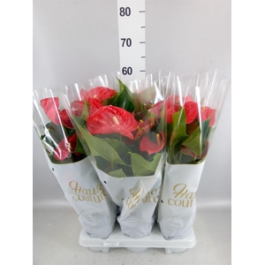 Anthurium andr. 'Casparo'