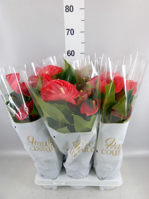 <h4>Anthurium andr. 'Casparo'</h4>