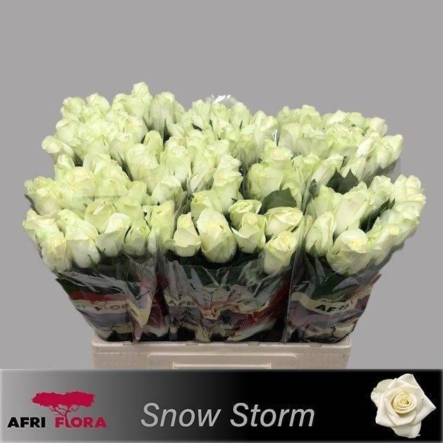 <h4>R GR SNOWSTORM+</h4>