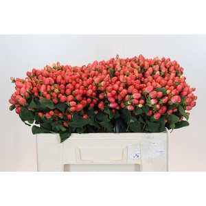 Hypericum Magical Royal Princess