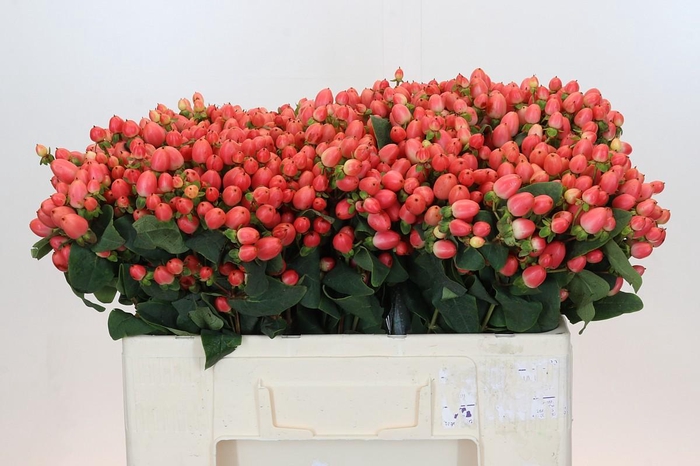 <h4>Hypericum Magical Royal Princess</h4>