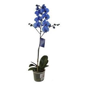 PHALAENOPSIS P12 TINGIDA AZUL