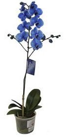 <h4>PHALAENOPSIS P12 TINGIDA AZUL</h4>