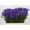 Limonium Sinuatum Navy Sun Birds