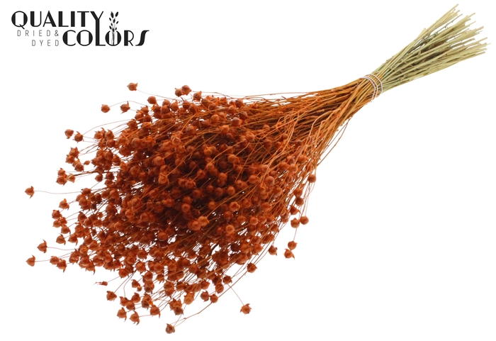 Lino Vlas p/bunch in poly Orange