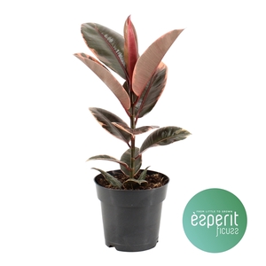 Ficus elastica Belize®