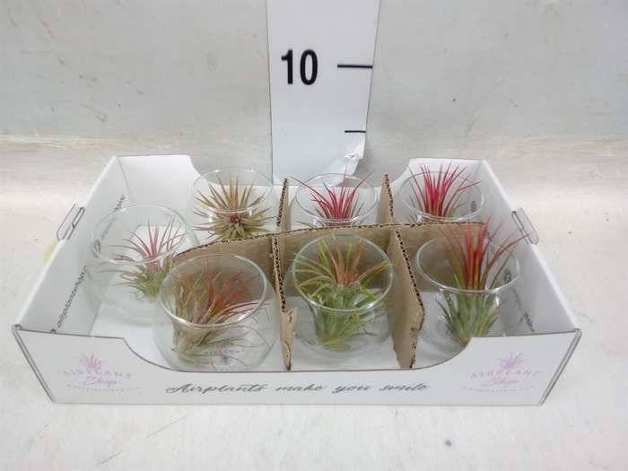 <h4>Arr.  Tillandsia L%</h4>