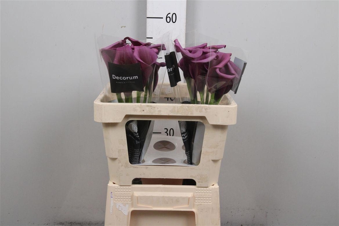 <h4>Zant Durban</h4>