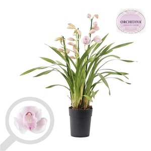 Cymbidium licht roze 3 tak