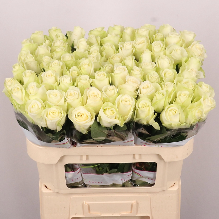 <h4>R GR SNOWSTORM+</h4>